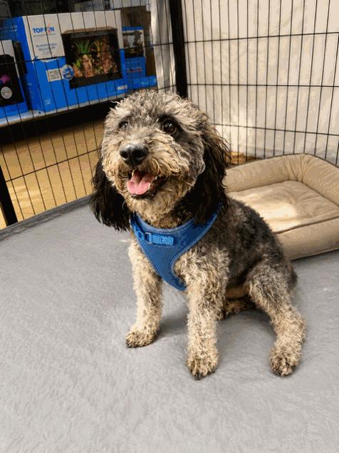 Blu, a ADOPTABLE mixed breed in Reseda, CA image 3/4