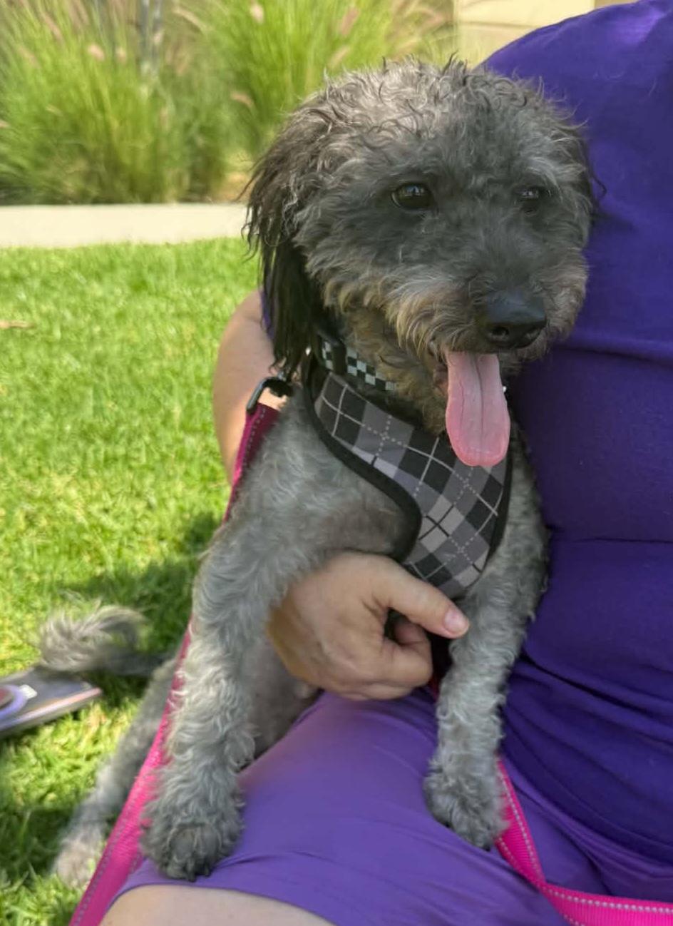 Blu, a ADOPTABLE mixed breed in Reseda, CA image 4/4