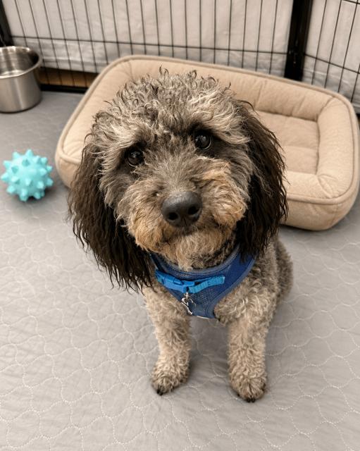 Blu, a ADOPTABLE mixed breed in Reseda, CA image 1/4