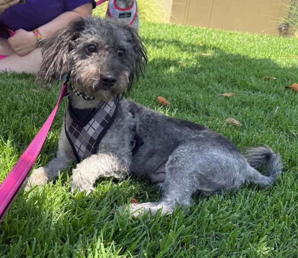 Blu, a ADOPTABLE mixed breed in Reseda, CA image 2/4