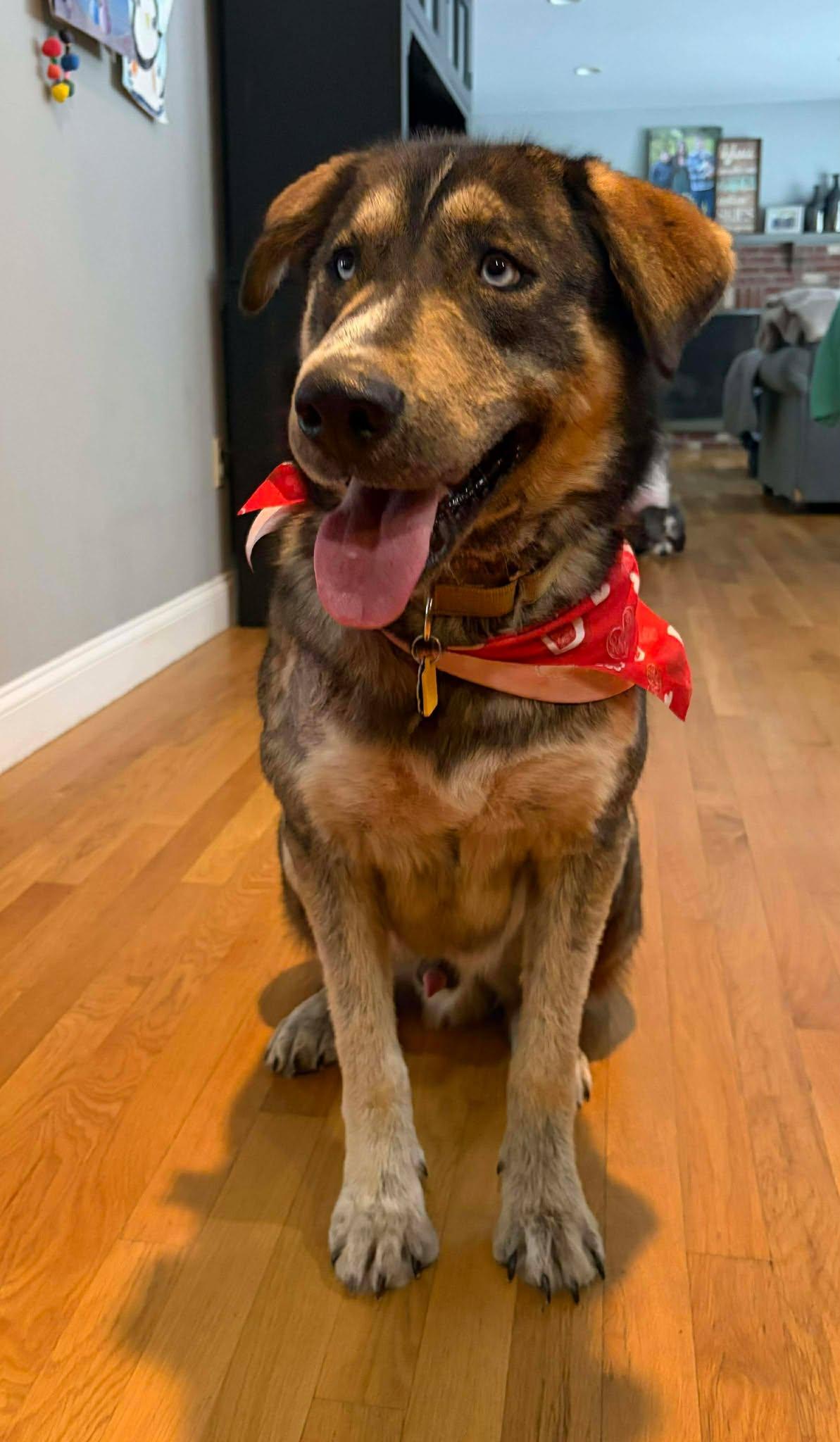 Atlas SS in RI, Adoptable, Young Male German Shepherd Dog & Husky.