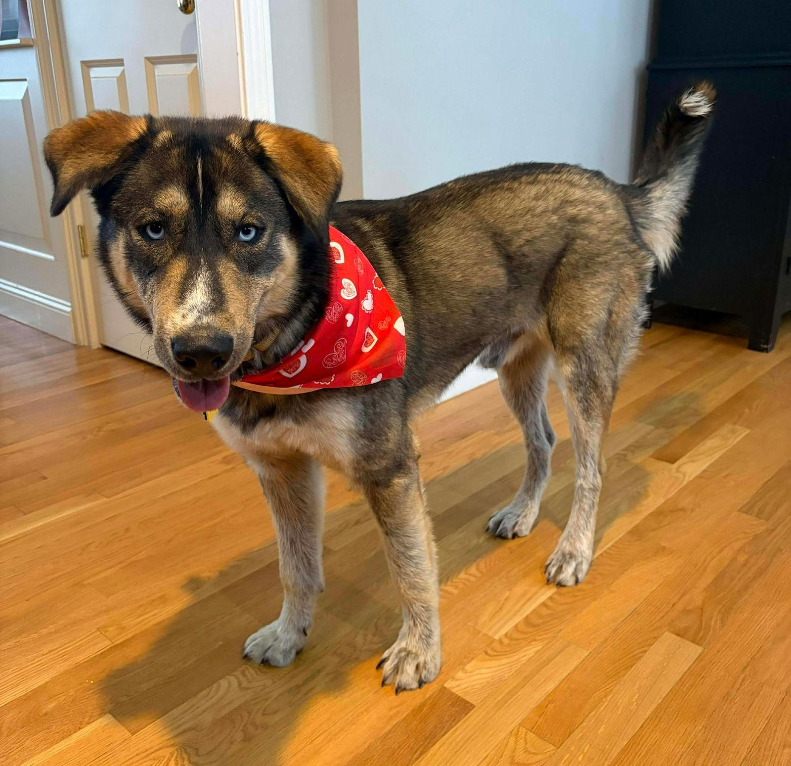 Atlas SS in RI, a Adoptable mixed breed in Warwick, RI image 2/3