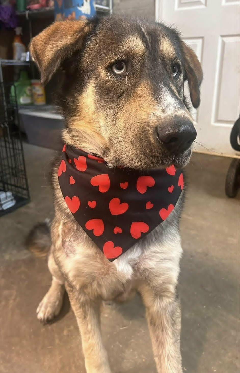 Atlas SS in RI, a Adoptable mixed breed in Warwick, RI image 3/3