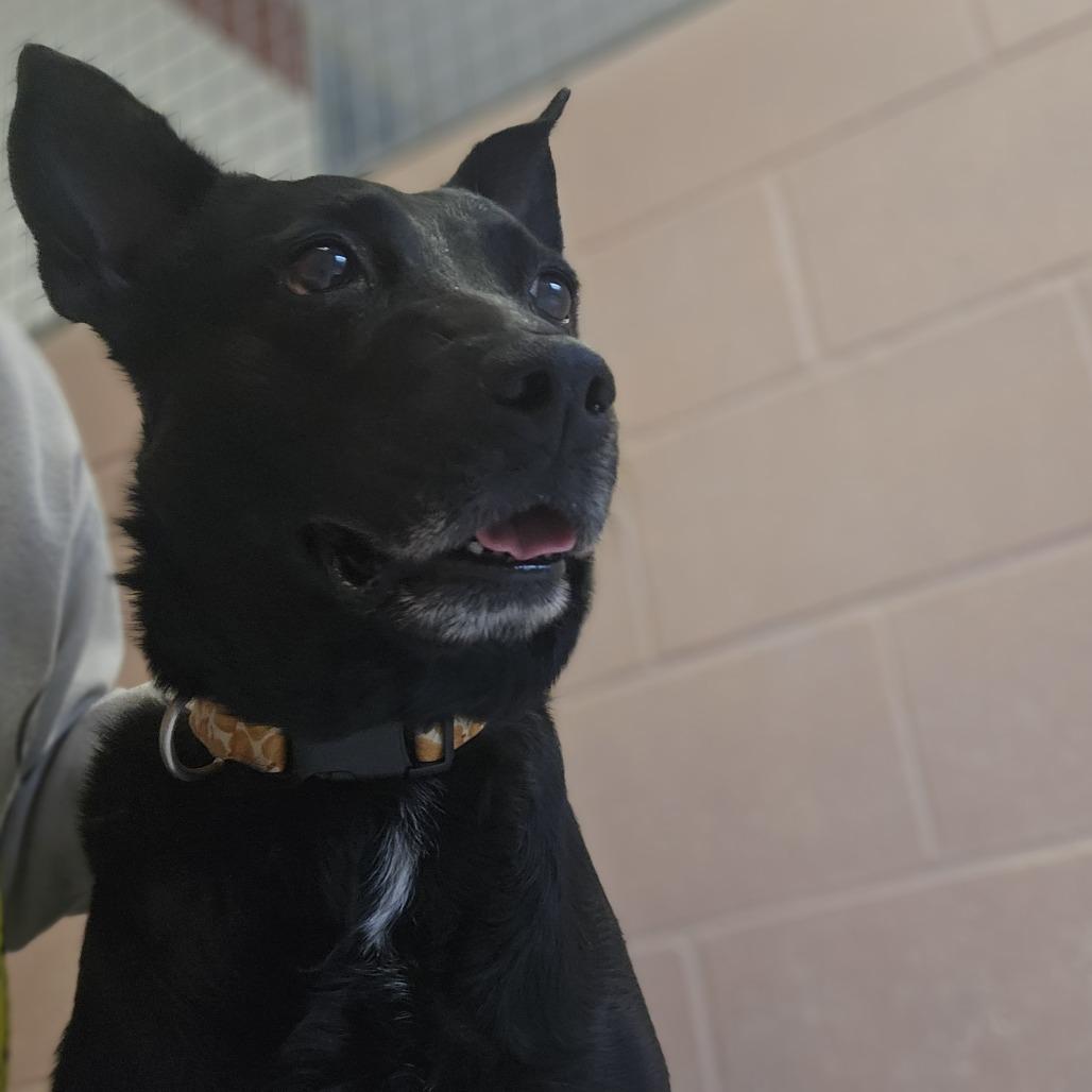 Enlarge Evelynn, a Adoptable mixed breed in Conway, NH image 1/2