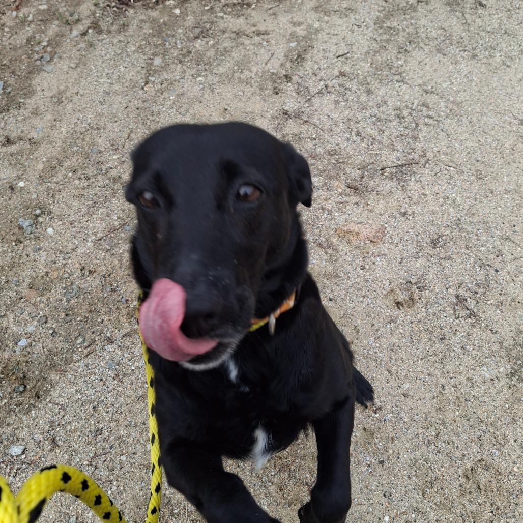 Enlarge Evelynn, a Adoptable mixed breed in Conway, NH image 2/2