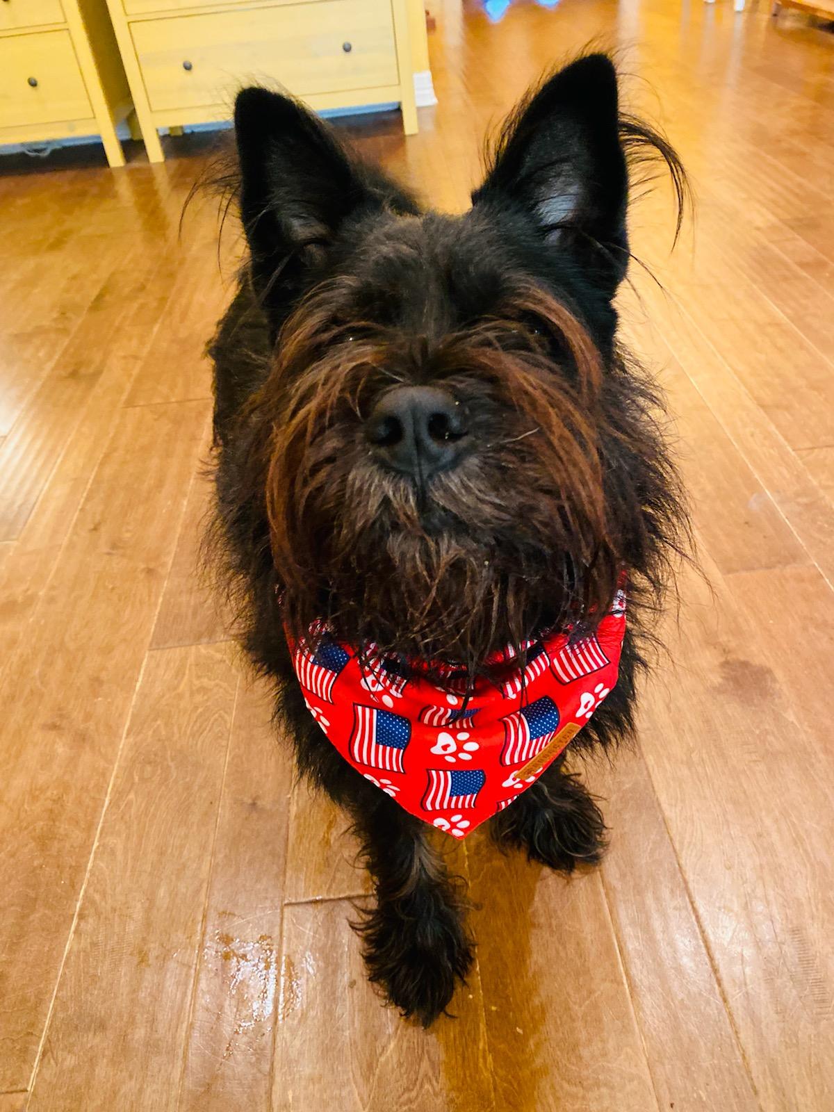 Bishop, Adult Male Schnauzer