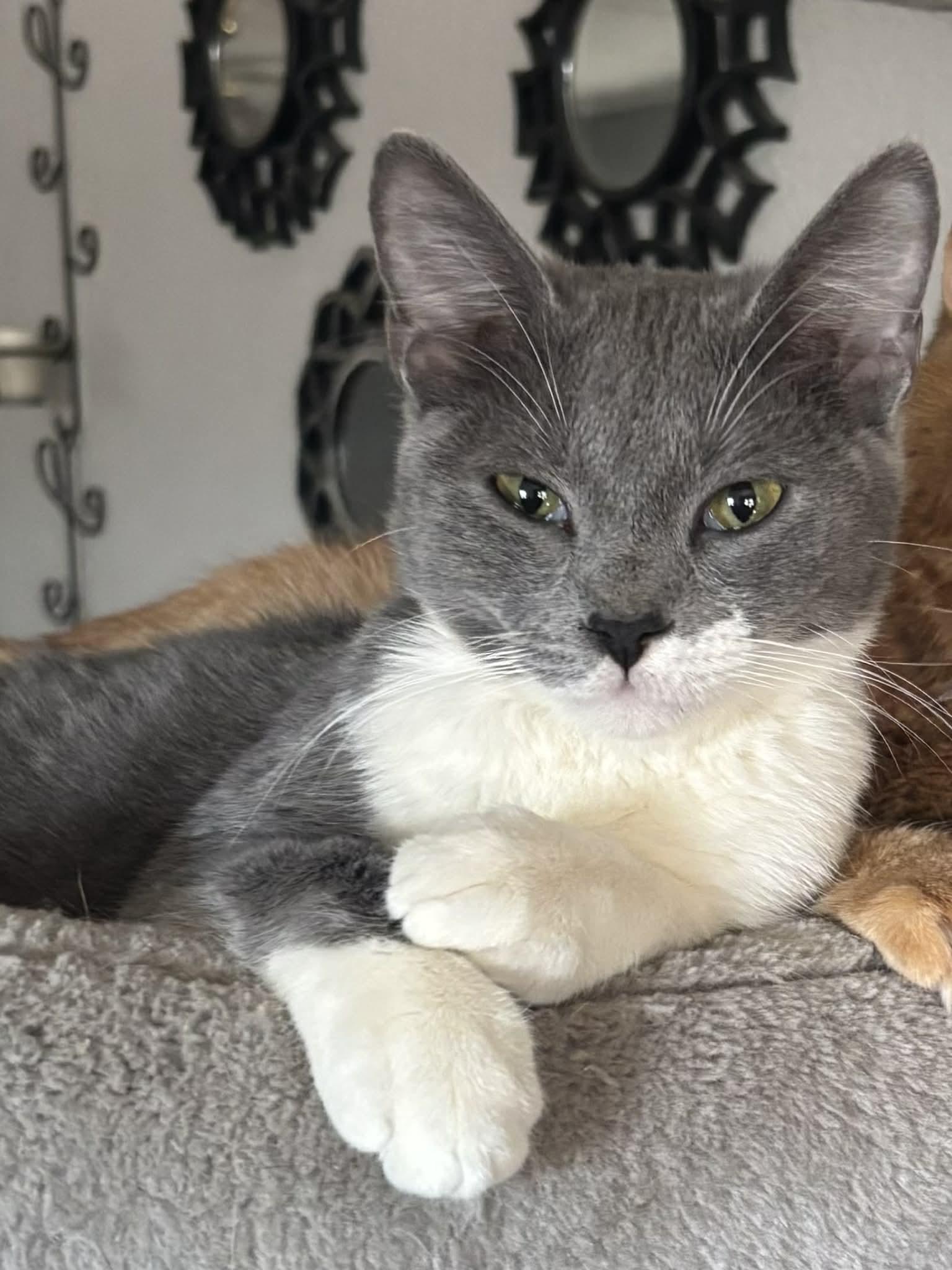 Enlarge Bailey, a ADOPTABLE Domestic Short Hair in Weatherford, TX image 1/1