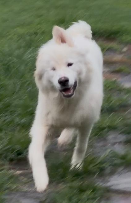 Bumper, Adopted, Puppy Male Great Pyrenees.