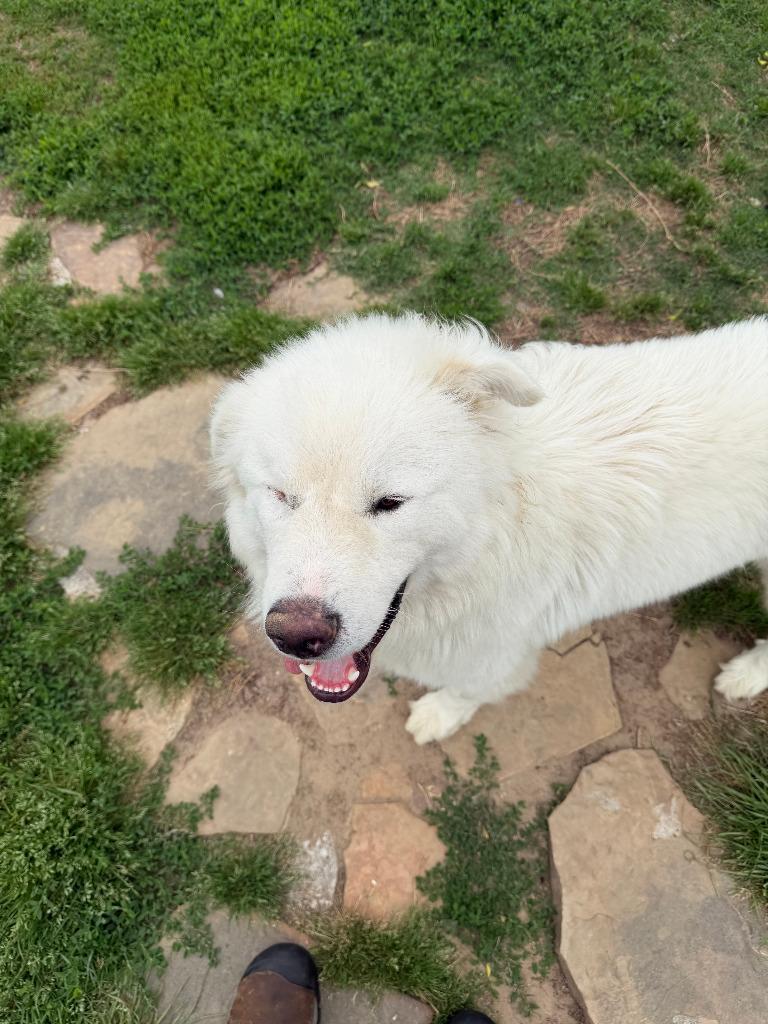 Enlarge Bumper, a Adopted mixed breed in Farmersville, TX image 2/3