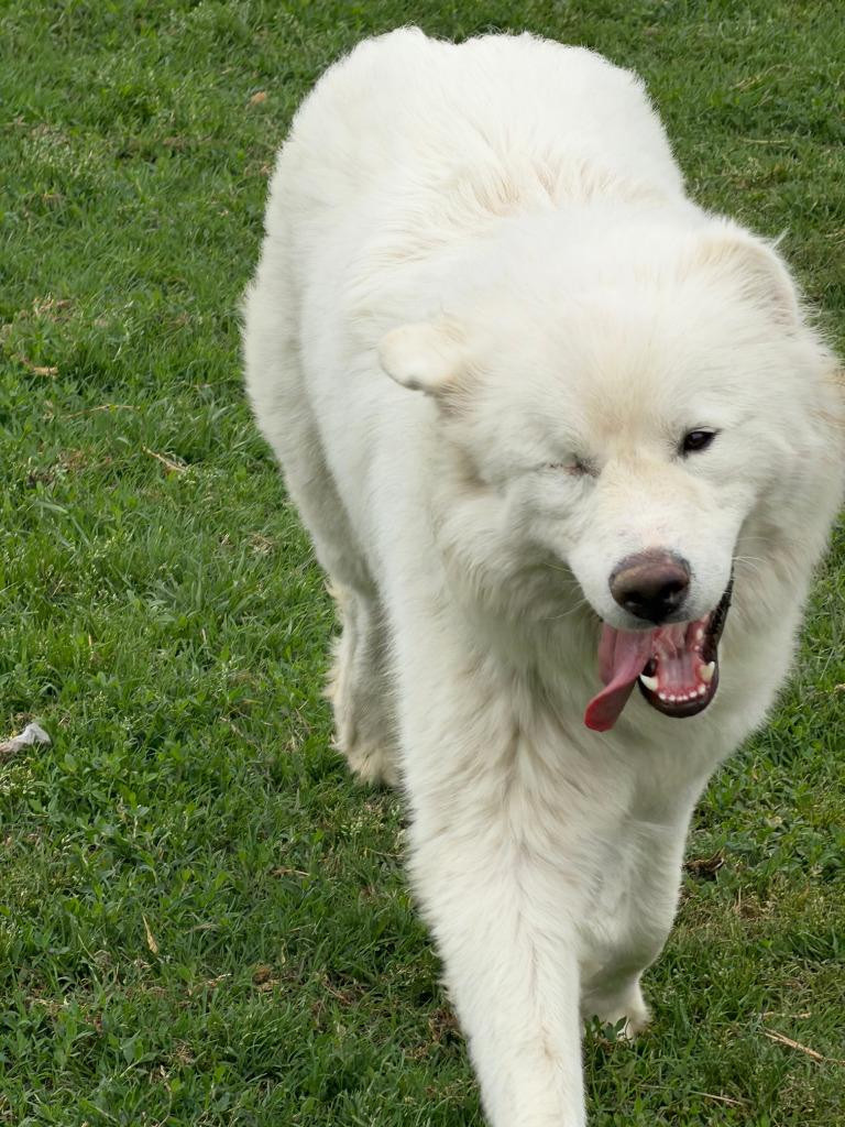 Enlarge Bumper, a Adopted mixed breed in Farmersville, TX image 3/3