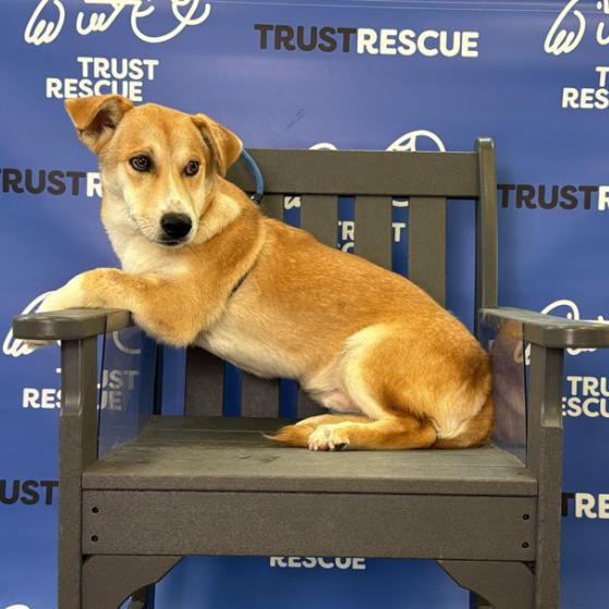 Enlarge BONSAI, a Adoptable mixed breed in Atco, NJ image 2/5
