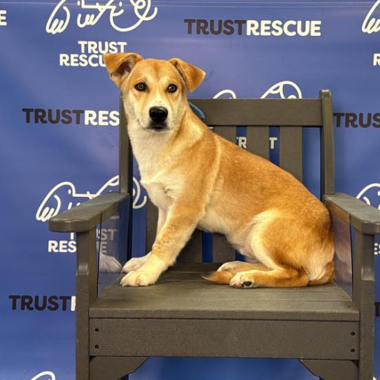 Enlarge BONSAI, a Adoptable mixed breed in Atco, NJ image 1/5