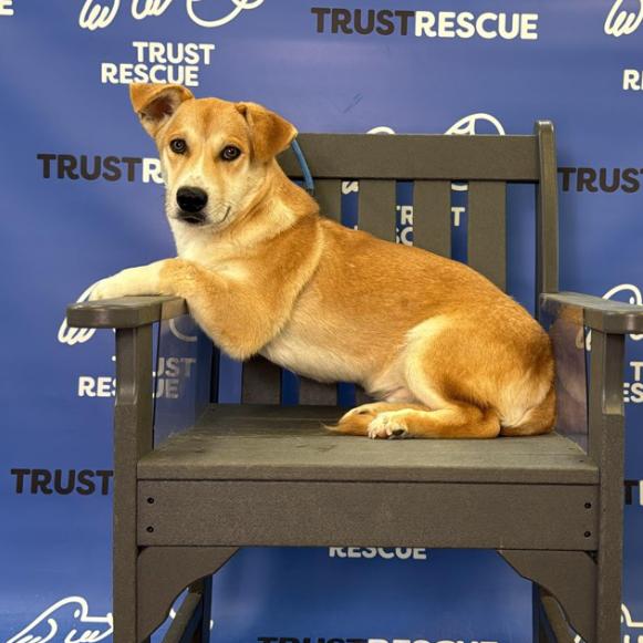 Enlarge BONSAI, a Adoptable mixed breed in Atco, NJ image 3/5