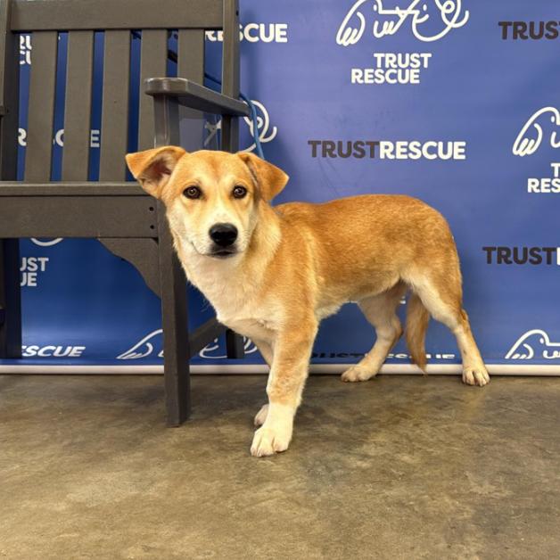 Enlarge BONSAI, a Adoptable mixed breed in Atco, NJ image 4/5