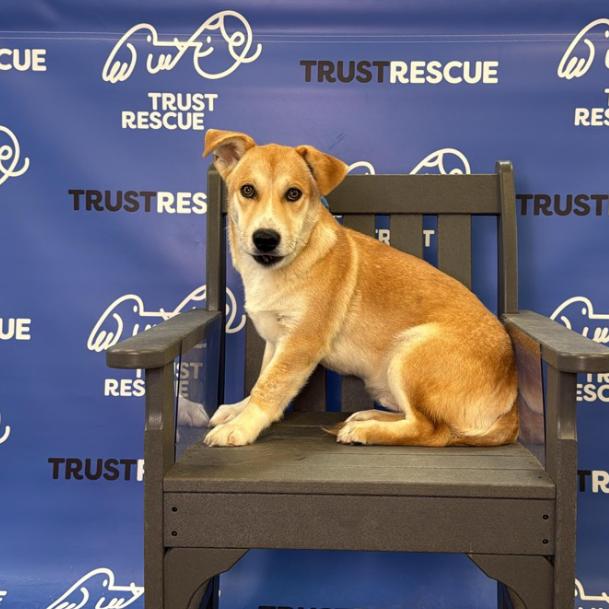 Enlarge BONSAI, a Adoptable mixed breed in Atco, NJ image 5/5