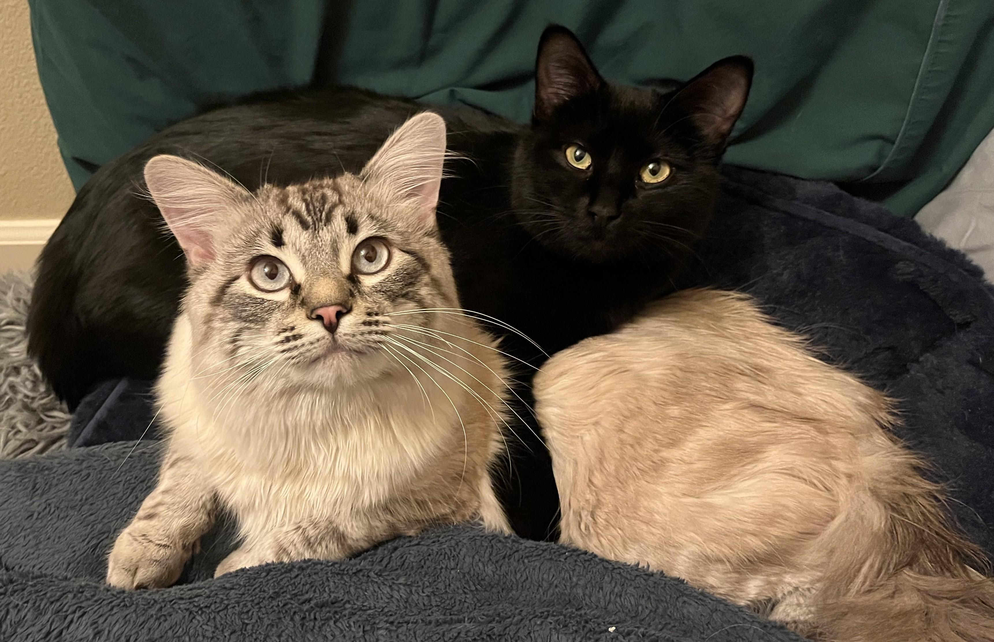 Enlarge Nanoosh *Bonded Pair with Nanoosh*, an adopted Domestic Long Hair in Hillsboro, OR image 1/2