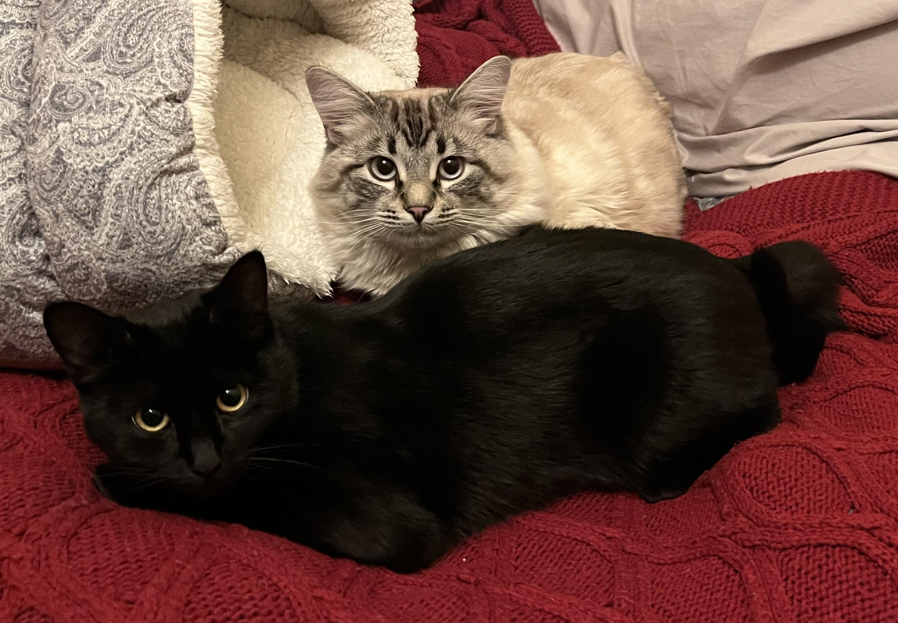 Enlarge Nanoosh *Bonded Pair with Nanoosh*, an adopted Domestic Long Hair in Hillsboro, OR image 2/2