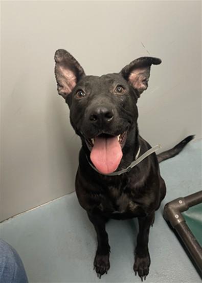 ZUKI, Adoptable, Young Female Labrador Retriever & Mixed Breed.