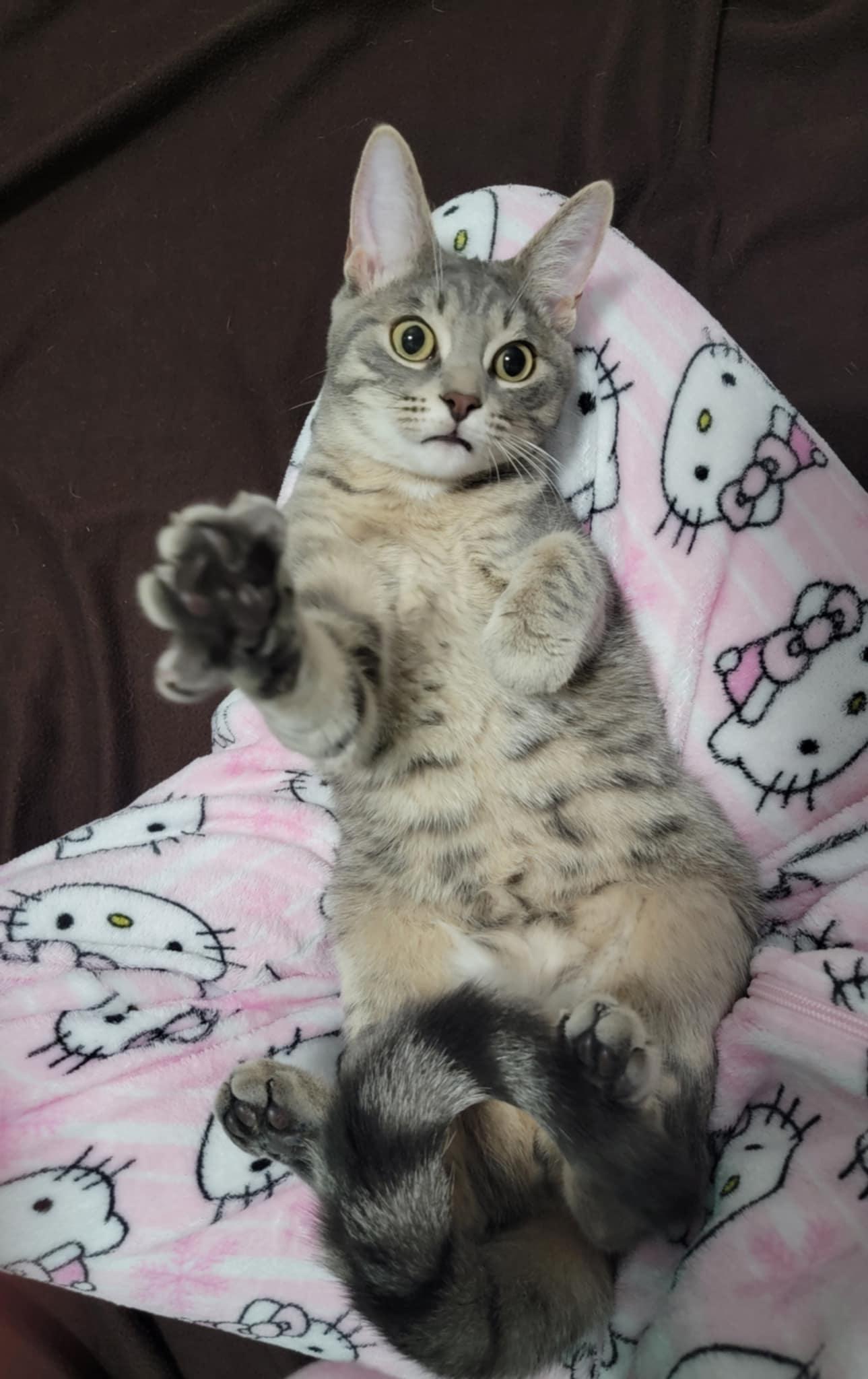 SCOTT, a ADOPTABLE Domestic Short Hair in Shakespeare, ON image 1/3