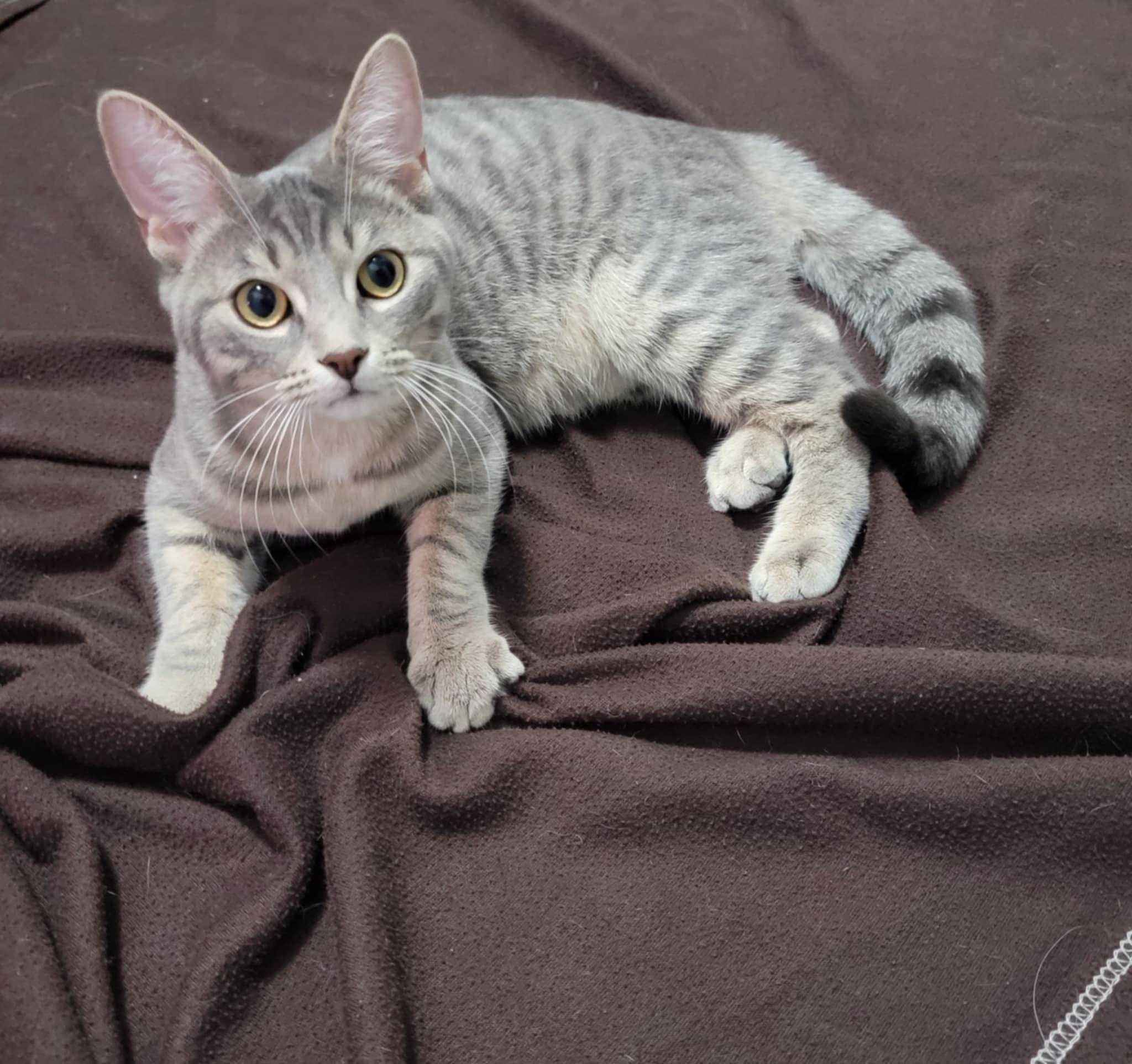 SCOTT, a ADOPTABLE Domestic Short Hair in Shakespeare, ON image 2/3