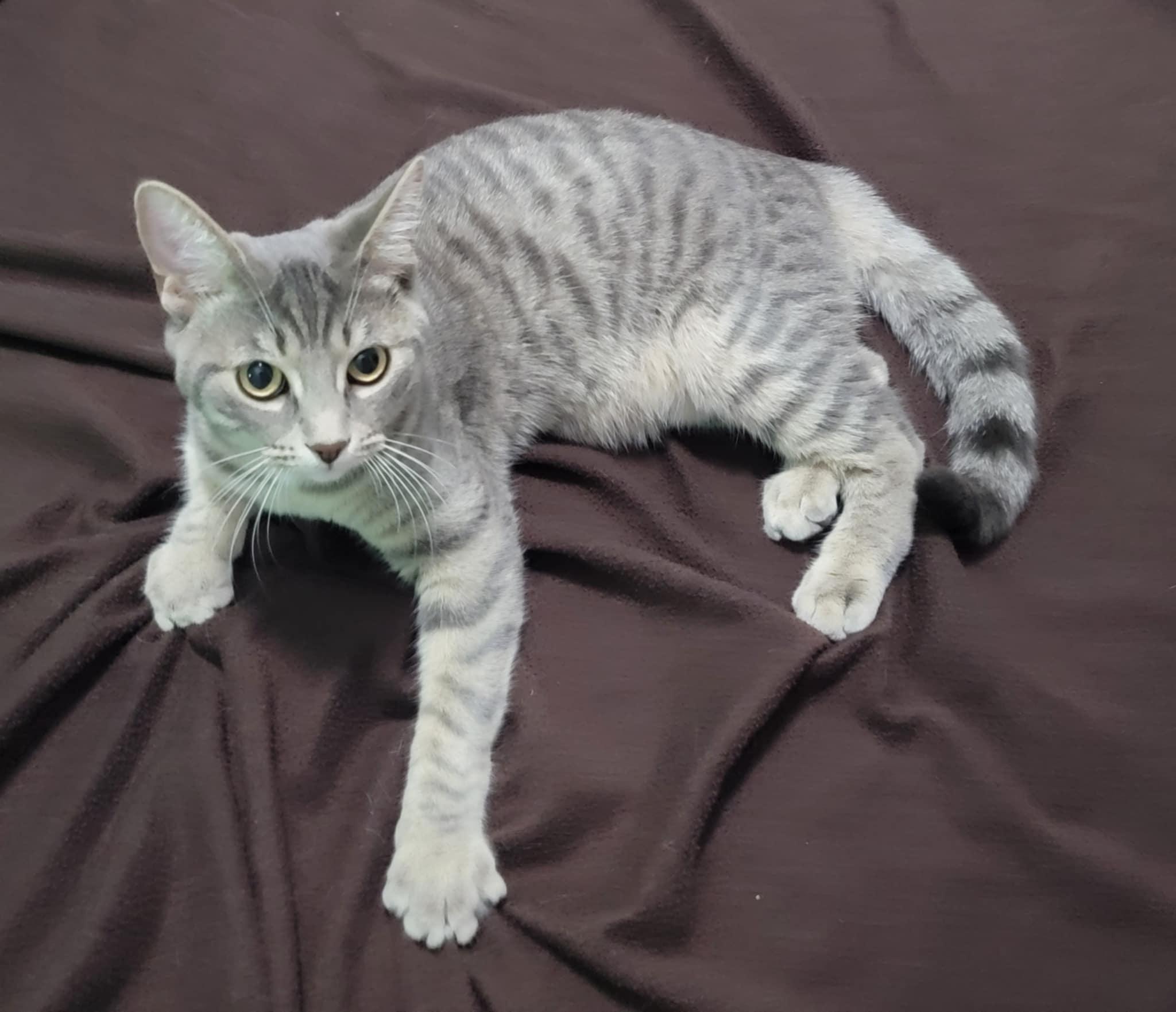 SCOTT, a ADOPTABLE Domestic Short Hair in Shakespeare, ON image 3/3