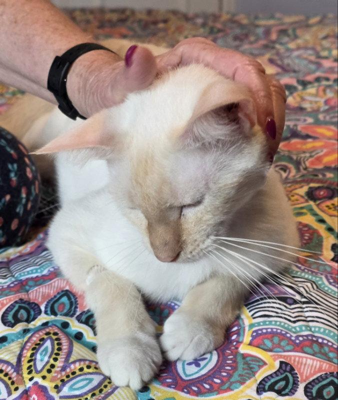 Garnette, Adoptable, Adult Female Siamese & Domestic Short Hair.