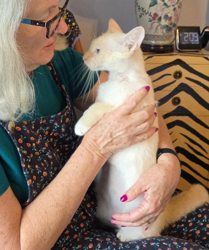 Enlarge Garnette, a Adoptable mixed breed in Rosenberg, TX image 2/3