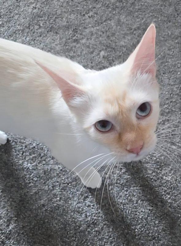 Enlarge Garnette, a Adoptable mixed breed in Rosenberg, TX image 3/3