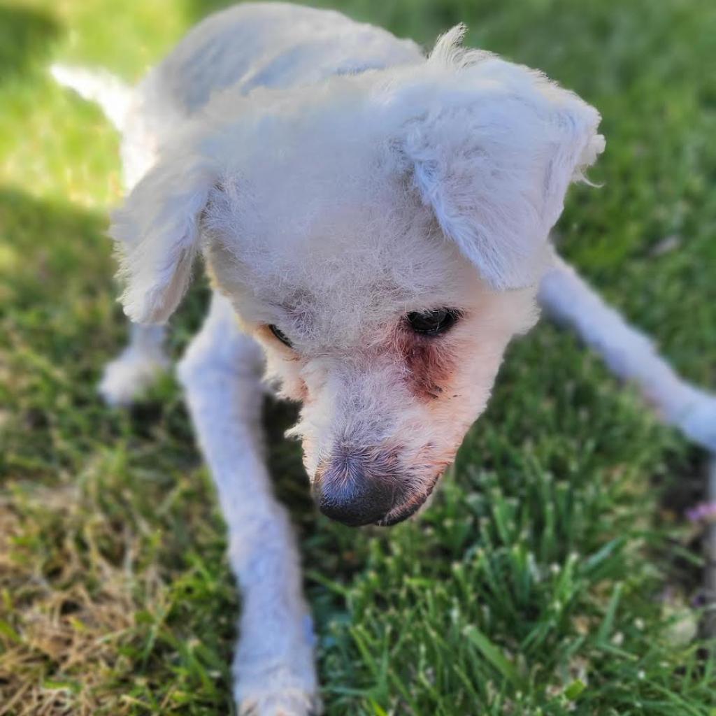 Max Mailman, a Adoptable Poodle in Sonoma, CA image 6/6