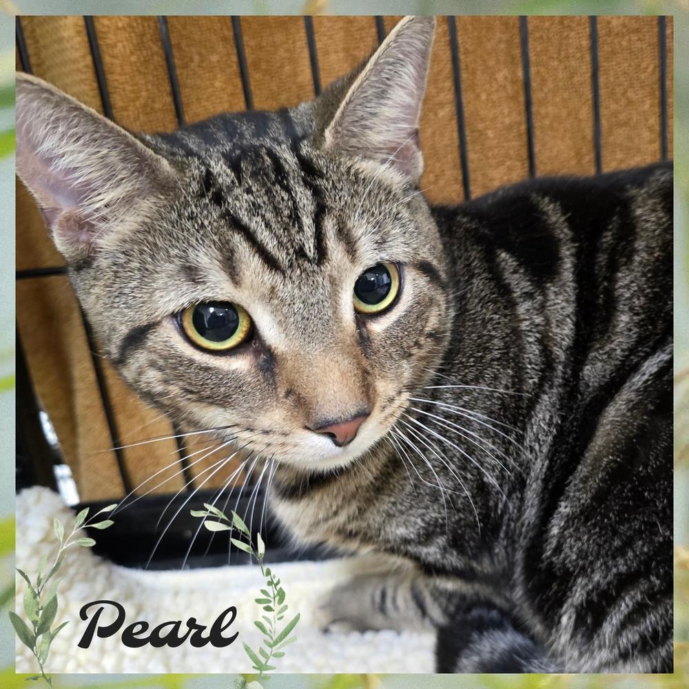 PEARL, a Adoptable mixed breed in Southbury, CT image 2/4