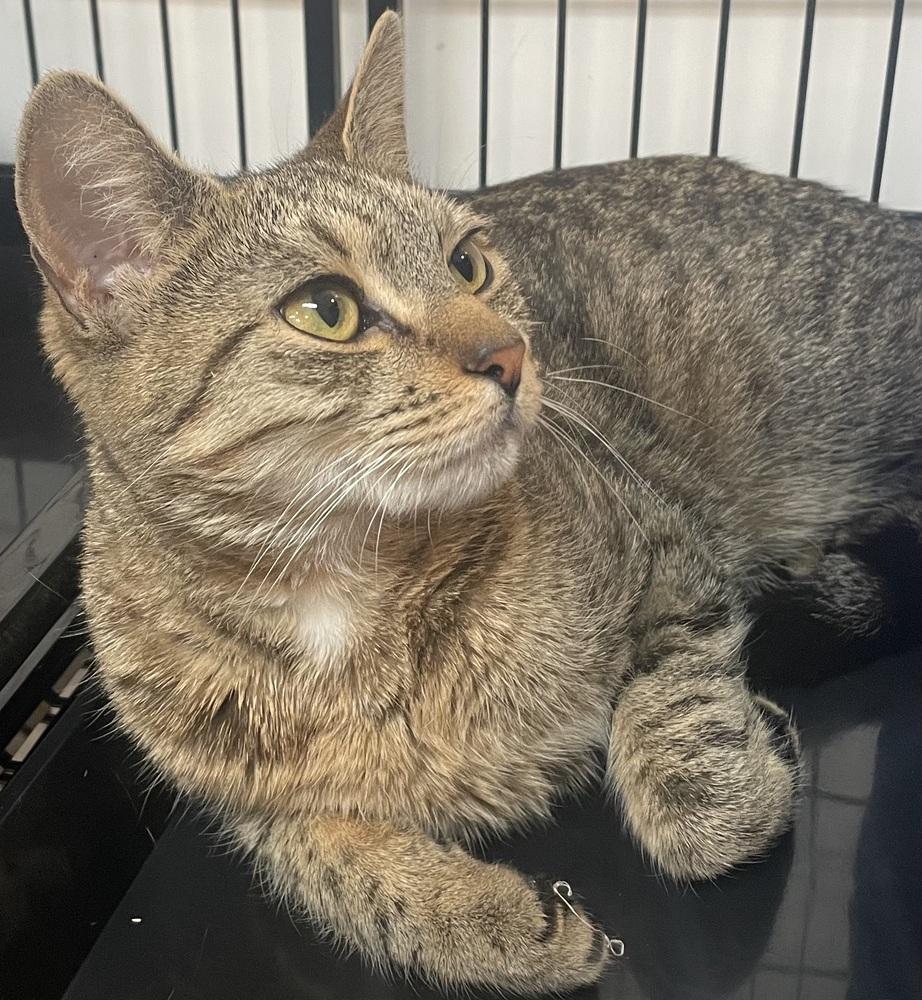 PEARL, a Adoptable mixed breed in Southbury, CT image 4/4