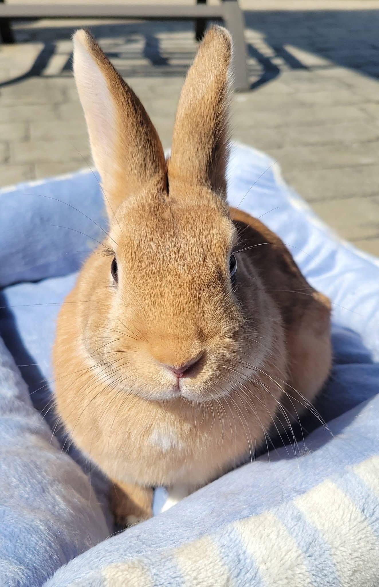 Enlarge Bubs, a ADOPTABLE New Zealand in St. Charles, MO image 1/2