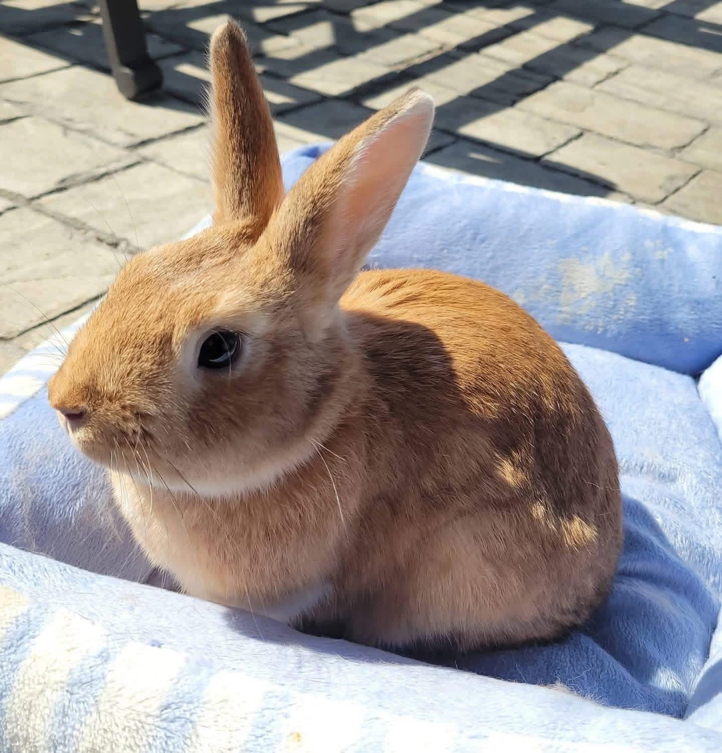 Enlarge Bubs, a ADOPTABLE New Zealand in St. Charles, MO image 2/2