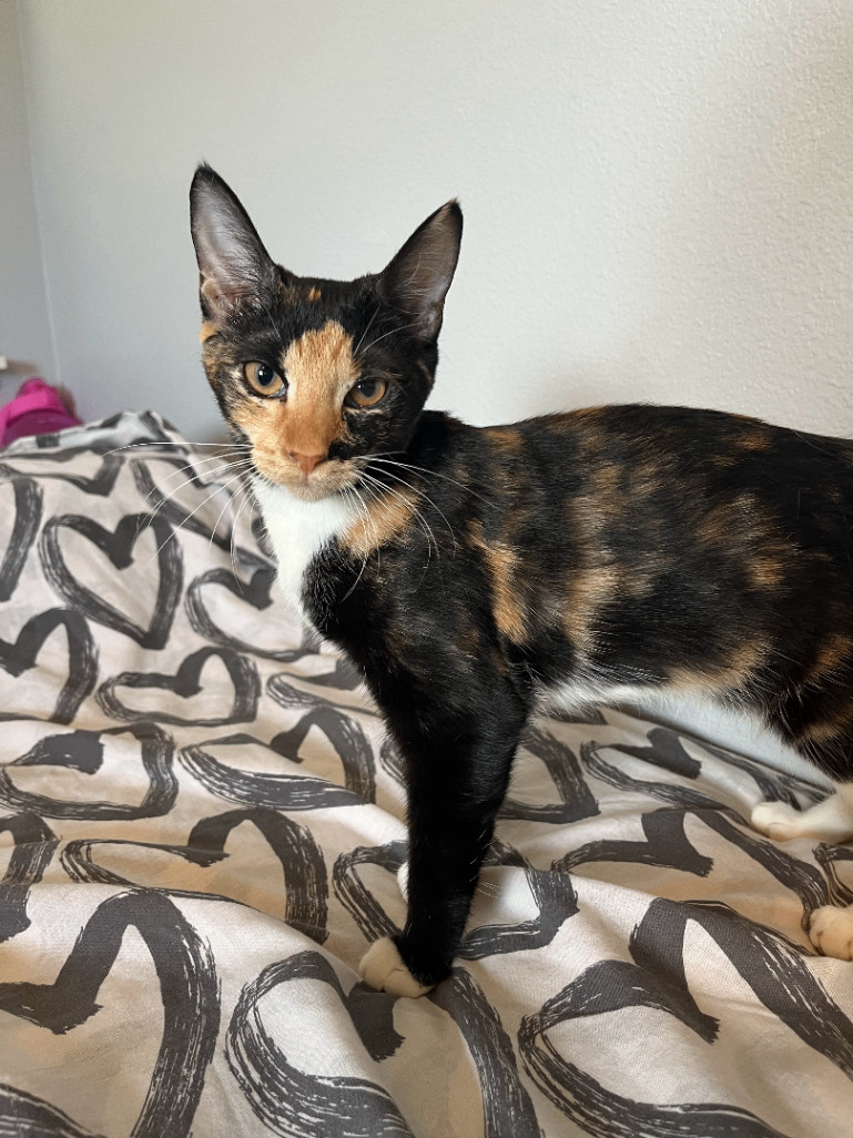 Fairywinkle, an adopted Domestic Short Hair Mix in Kapolei, HI_image-1