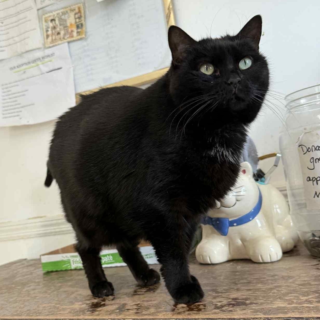 Nellie (HUGE lap cat!), ADOPTABLE, Adult Female Bombay.