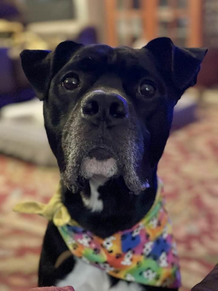 Jeff, Adoptable, Young Male Boxer.