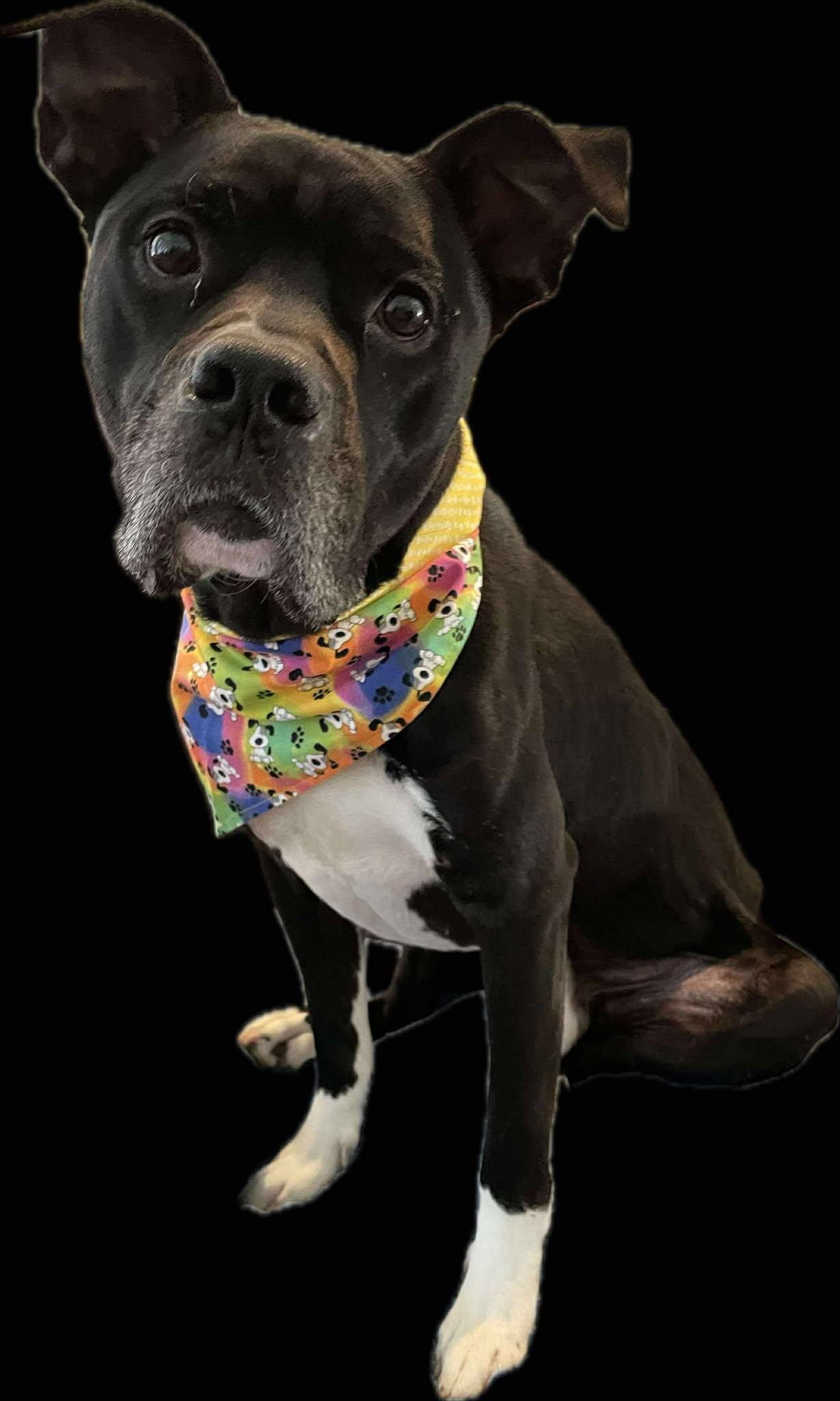 Jeff, a Adoptable mixed breed in Rocklin , CA image 2/6