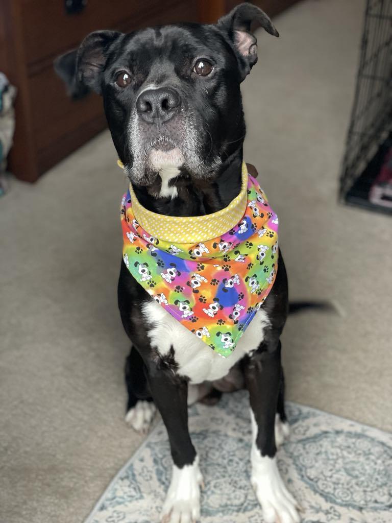 Jeff, a Adoptable mixed breed in Rocklin , CA image 3/6