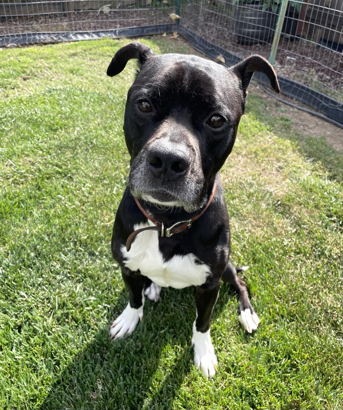 Jeff, a Adoptable mixed breed in Rocklin , CA image 4/6