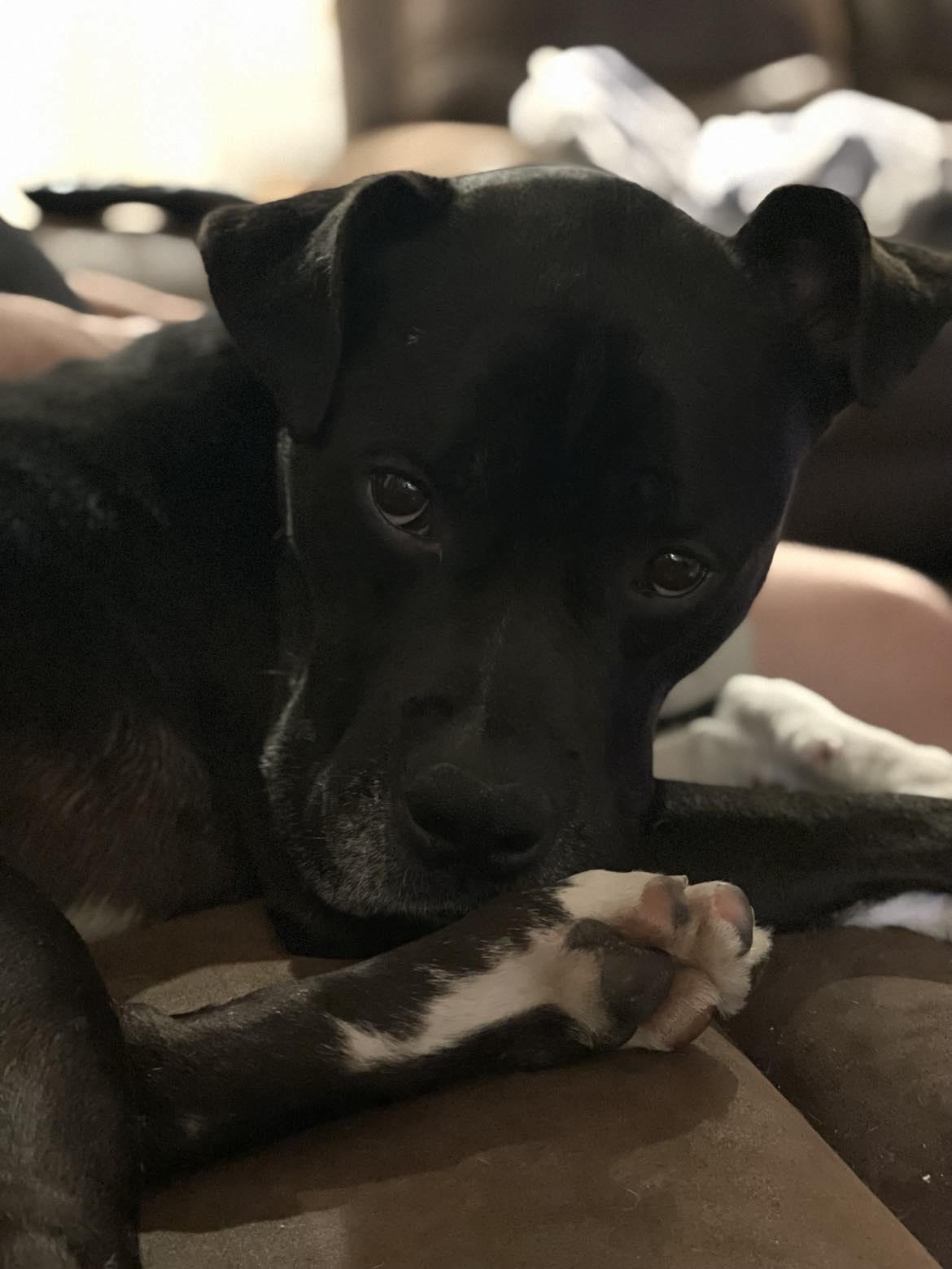 Jeff, a Adoptable mixed breed in Rocklin , CA image 5/6