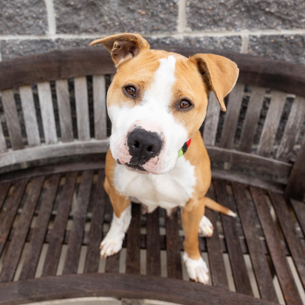 Kaycee, Adoptable, Adult Female Mixed Breed.