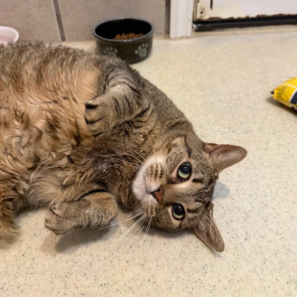 Jetta, Adoptable, Senior Female Domestic Short Hair.