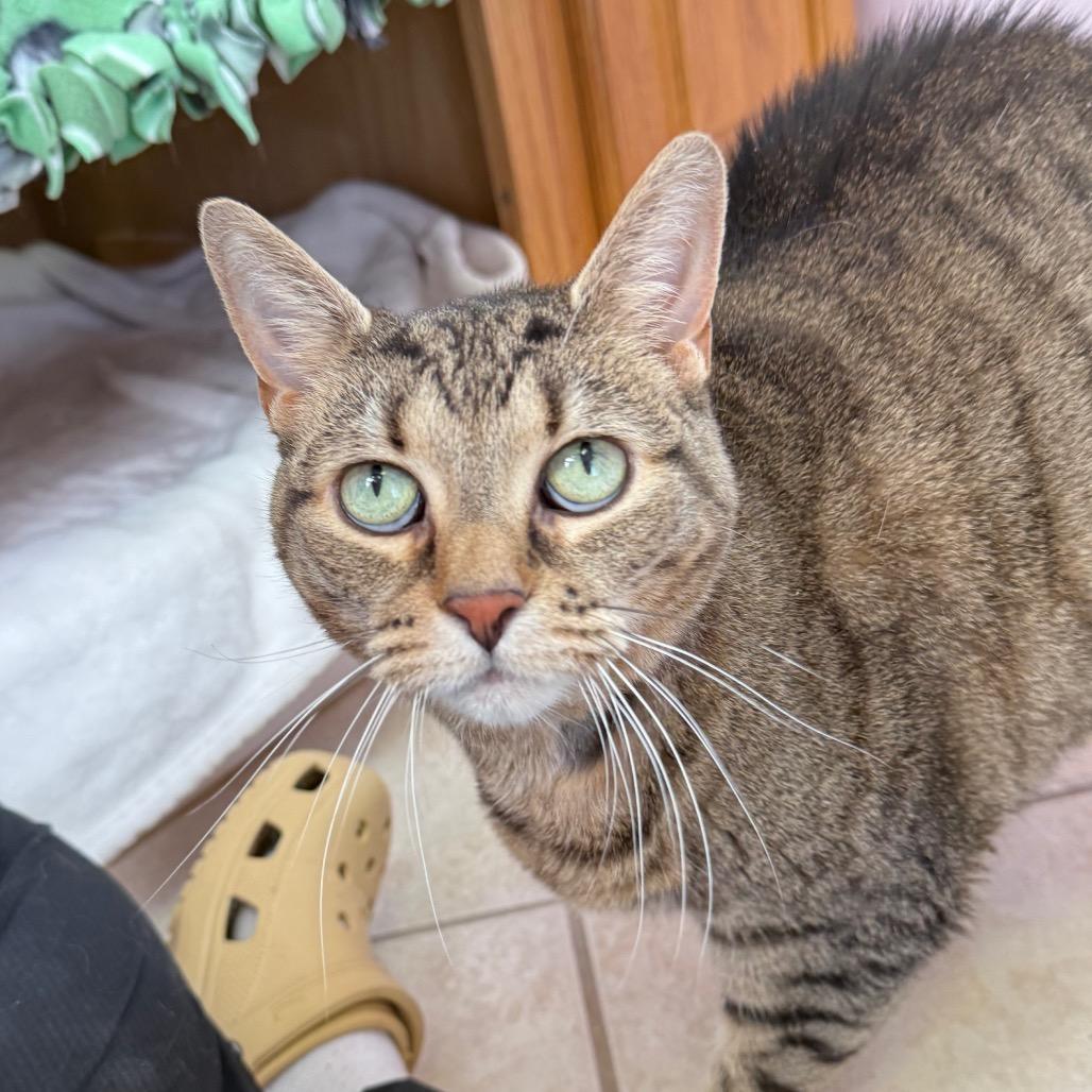 Jetta, a Adoptable Domestic Short Hair in Fenton, MI image 2/3