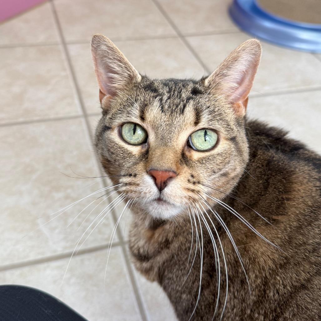 Jetta, a Adoptable Domestic Short Hair in Fenton, MI image 3/3