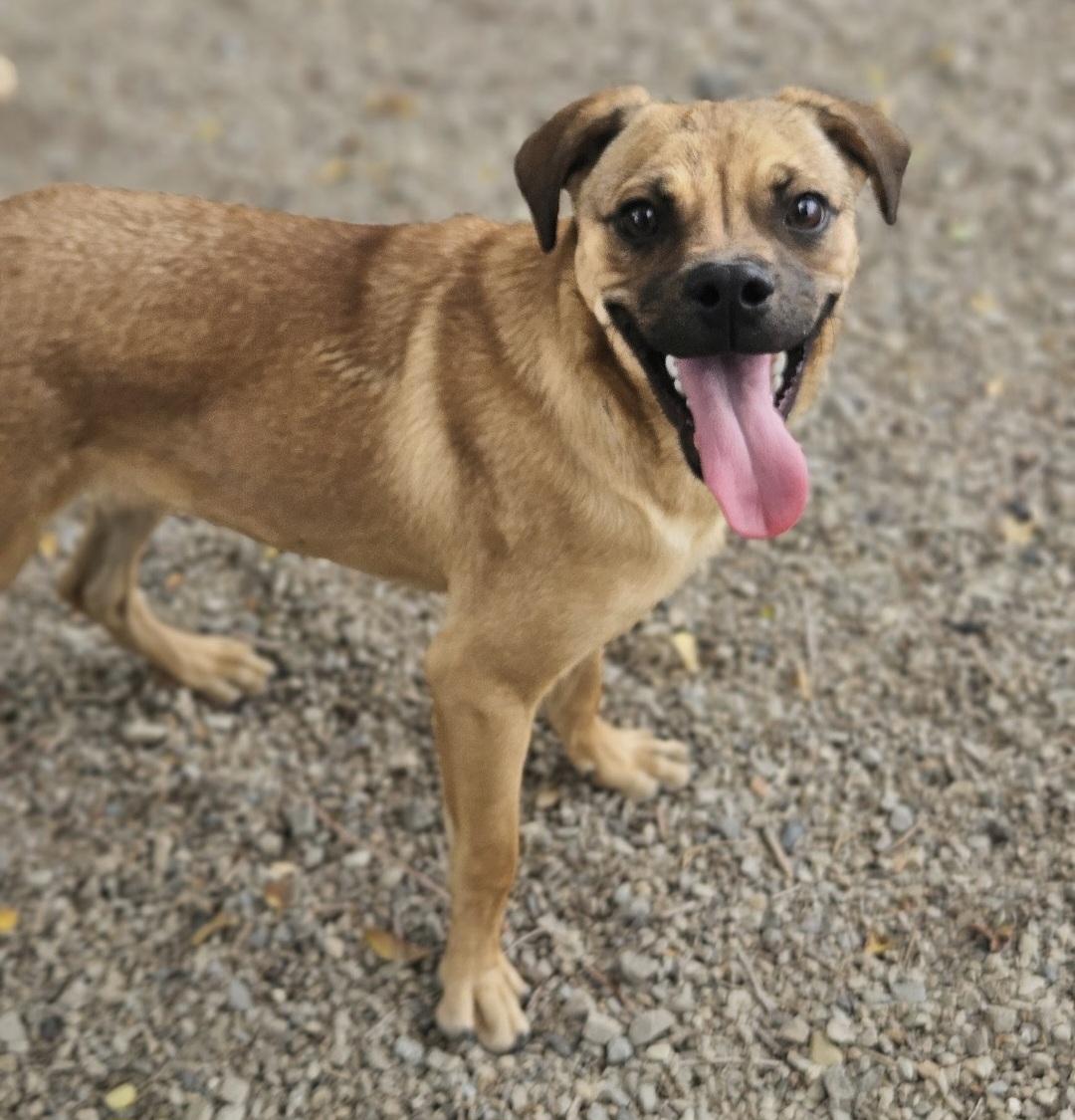 Scrappy, Adoptable, Puppy Male Puggle.
