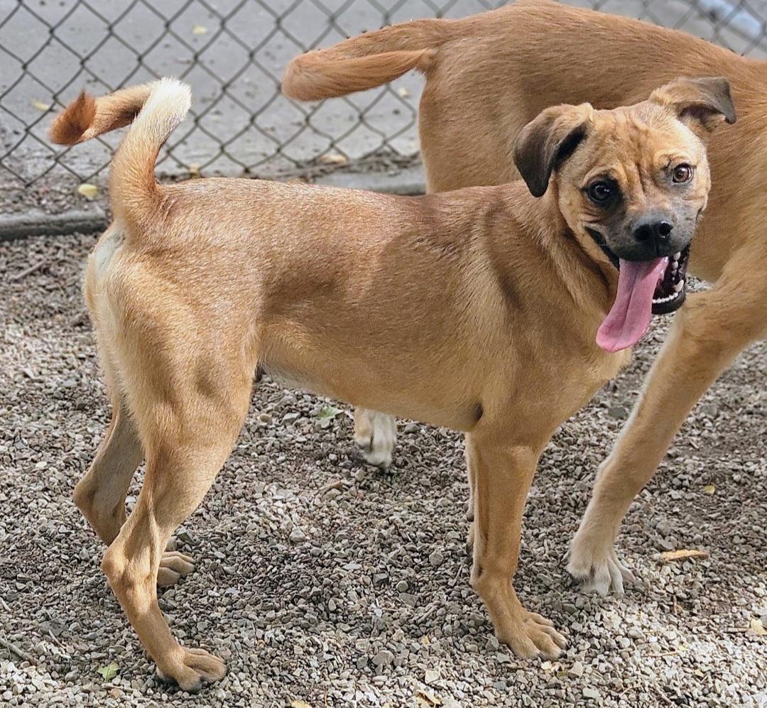 Enlarge Scrappy, a Adoptable mixed breed in Salt Lake City, UT image 4/4
