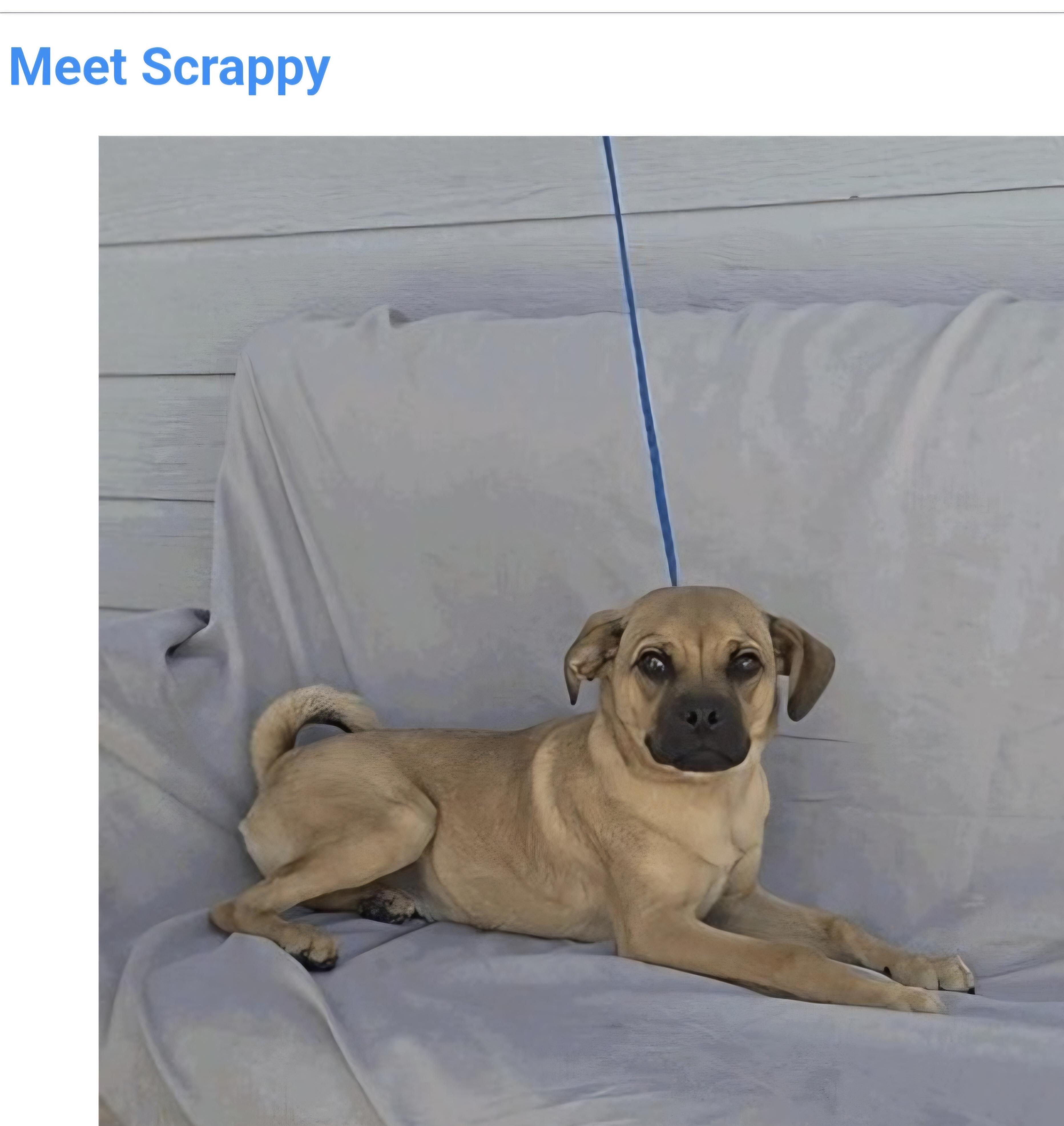 Enlarge Scrappy, a Adoptable mixed breed in Salt Lake City, UT image 2/4