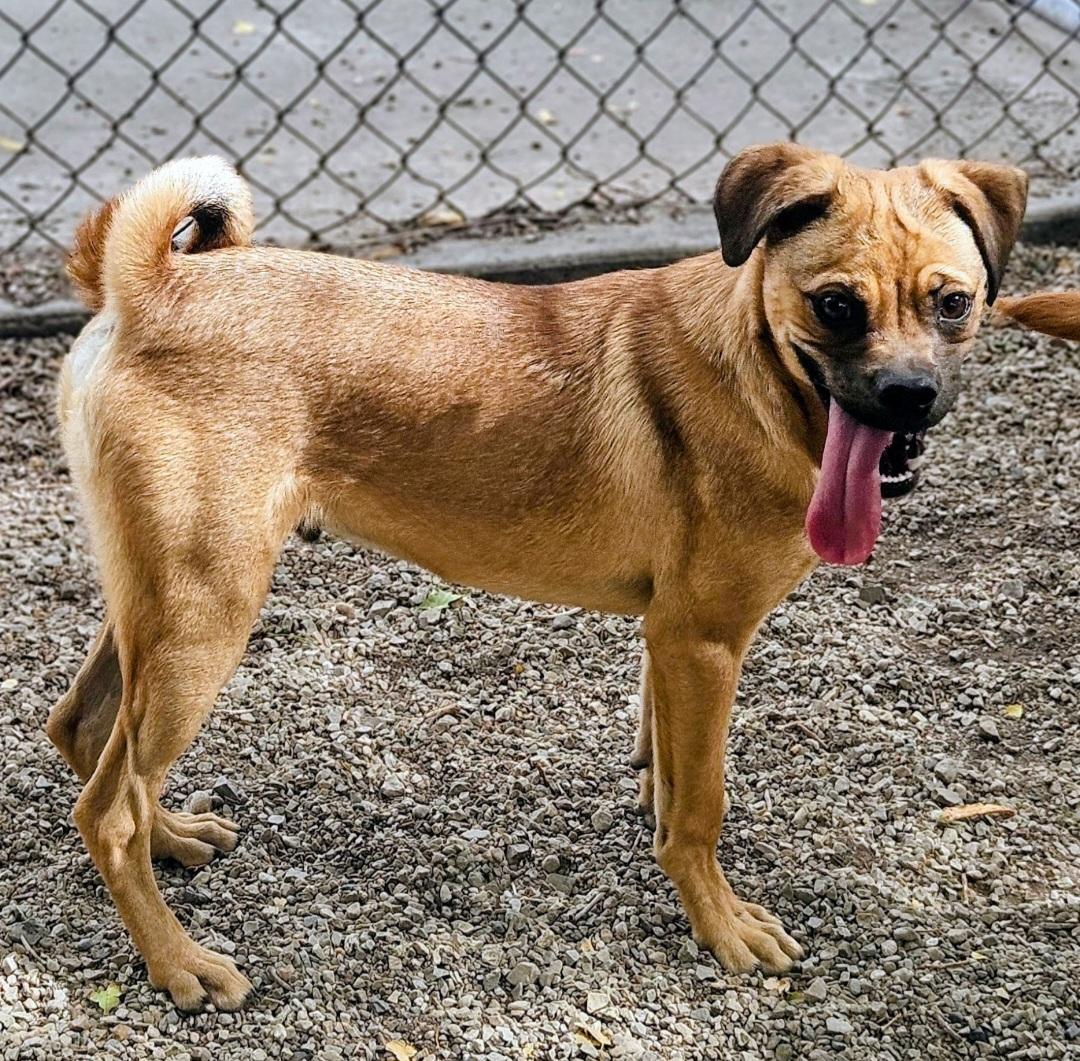Enlarge Scrappy, a Adoptable mixed breed in Salt Lake City, UT image 3/4