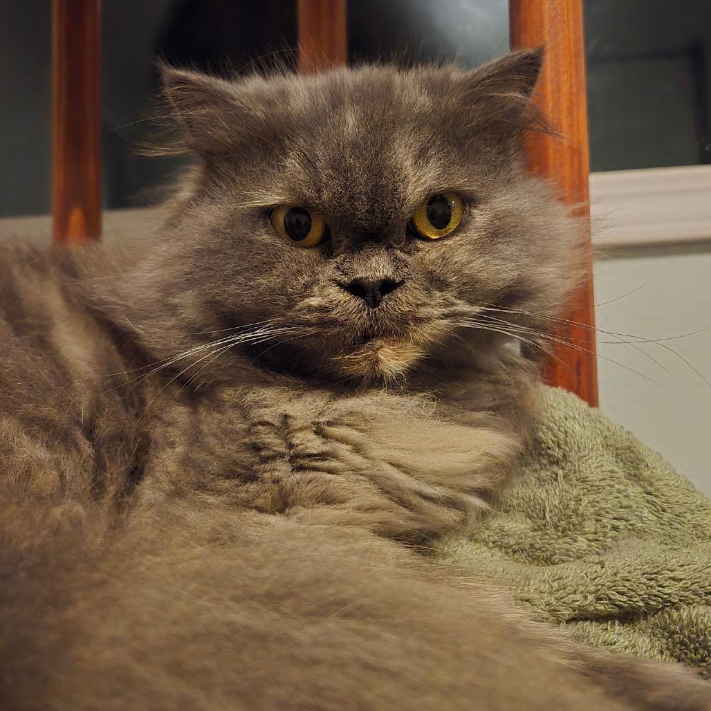 Blue, Adoptable, Young Female Persian.