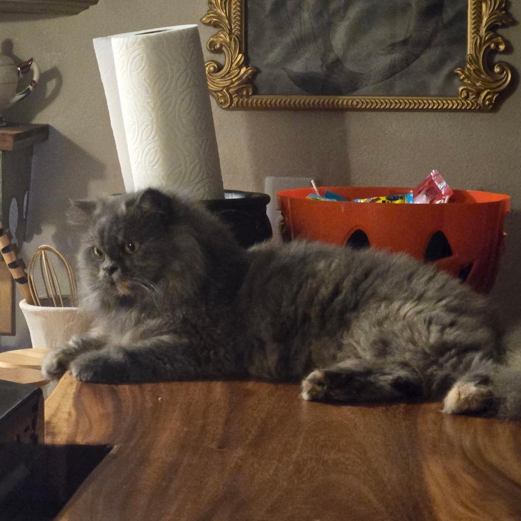 Enlarge Blue, a Adoptable Persian in Pahoa, HI image 2/3